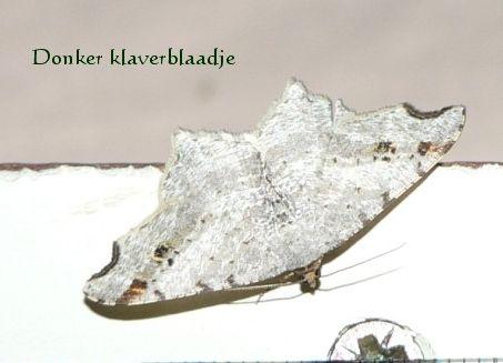 donker klaverblaadje.jpg - Donker klaverblaadje - Macaria alternata